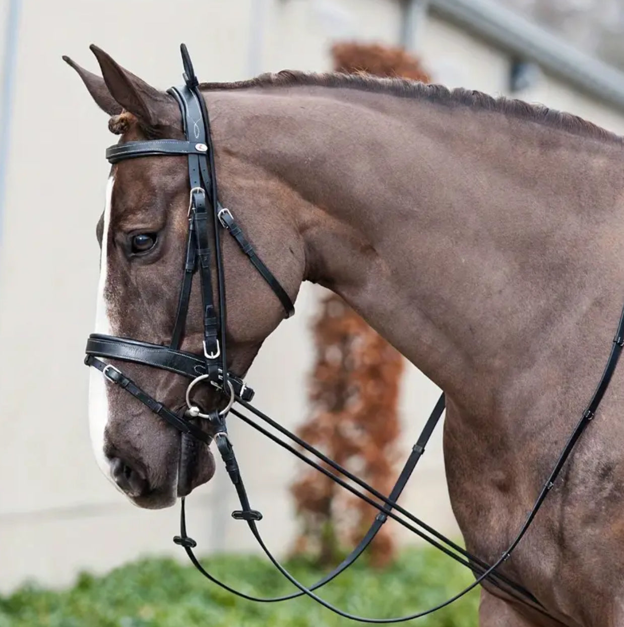 Elastic Chambon
