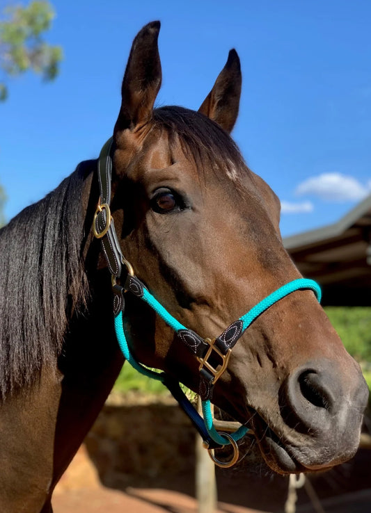 Mane Event Multi Halter