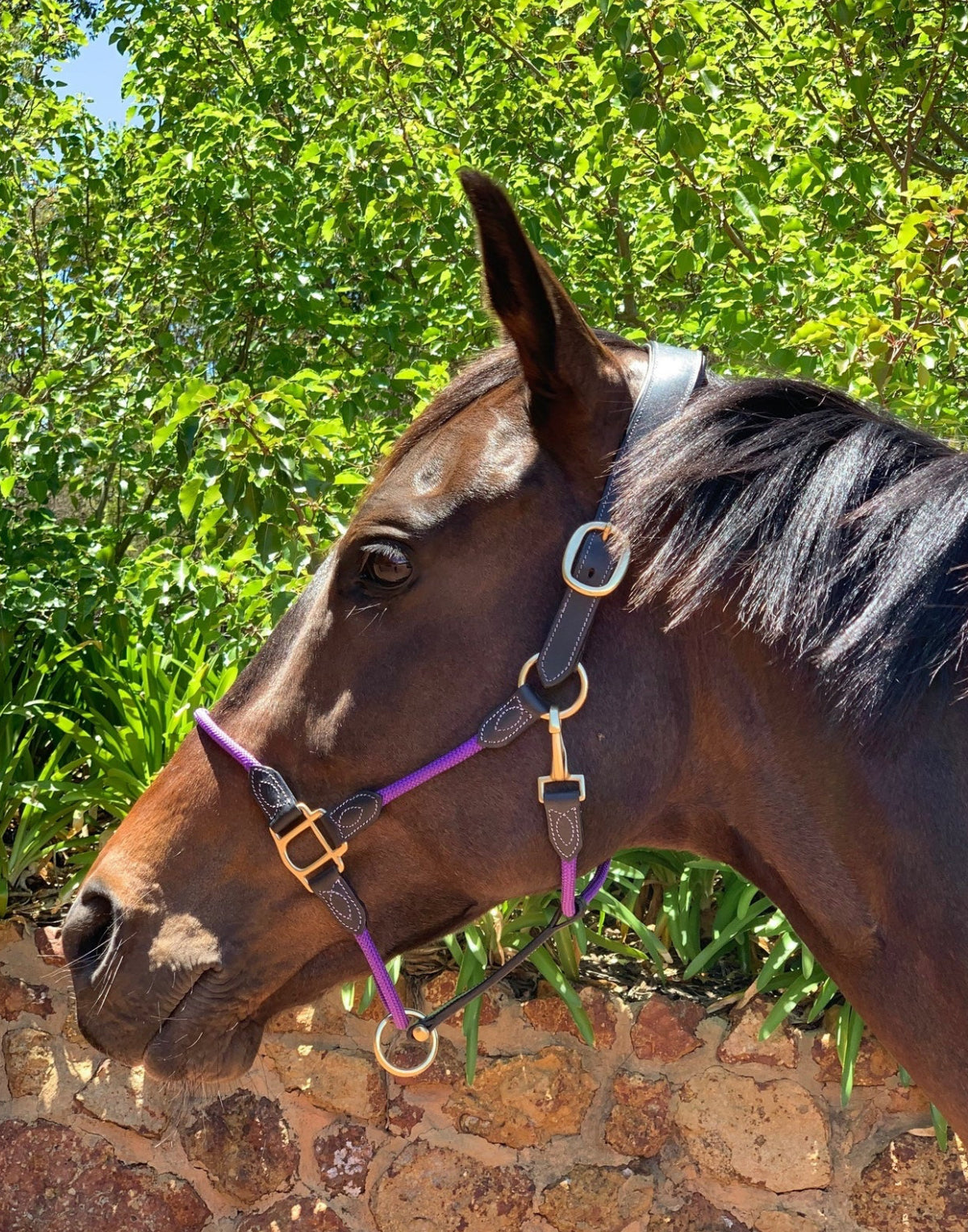 Mane Event Multi Halter